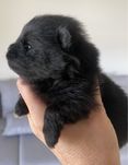 Szpic miniaturowy dziewczynka