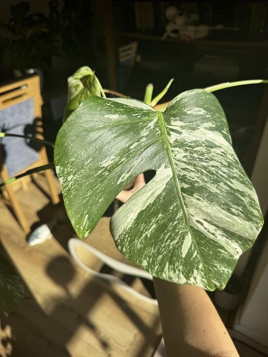 Monstera deliciosa variegata