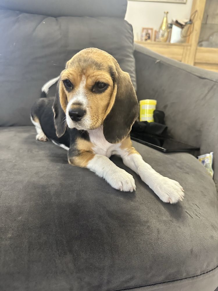 Suczka beagle gotowa do odbioru z Rodowodem