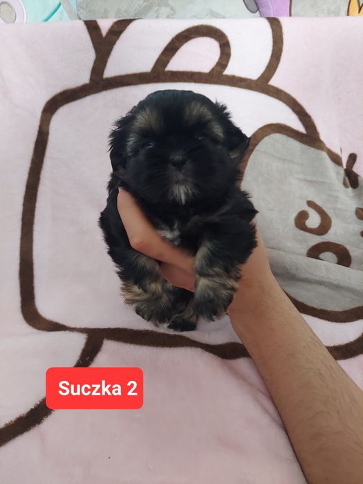 Shih tzu do rezerwacji