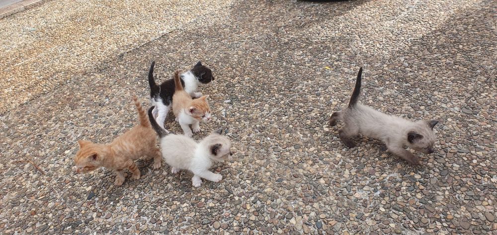 Dou gatinhos com 2 meses