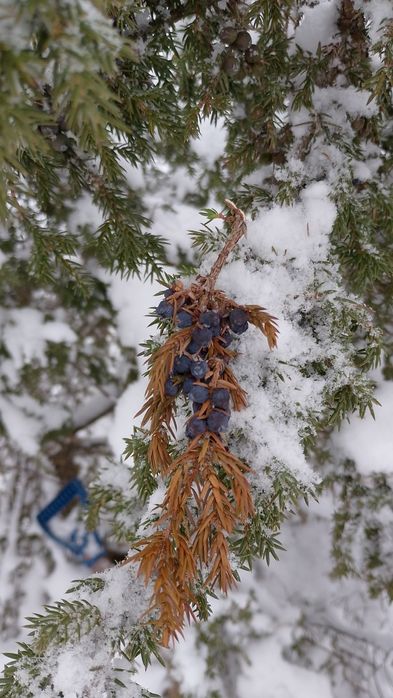 Ягоди ялівцю. Ягоды можжевельника