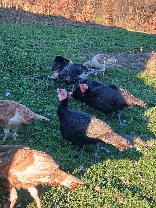 Продам молоді індики.