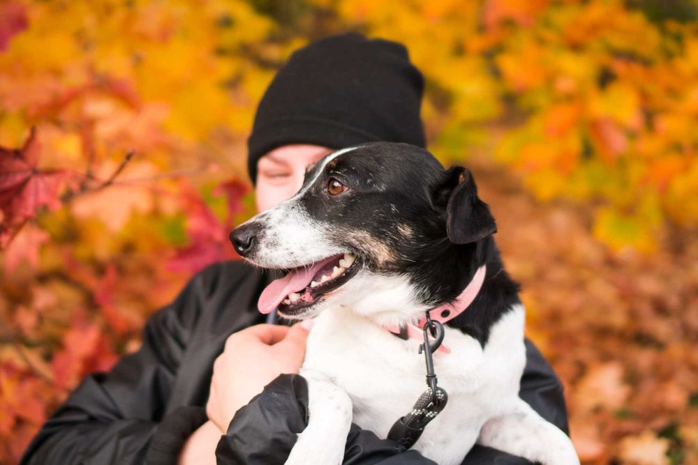 5 letnia Sila do adopcji!