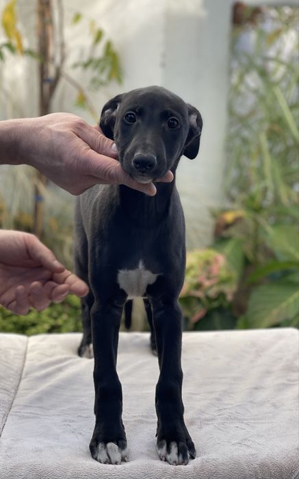 Whippet chart angielski ZKwP ekstra black color Revirado FCI