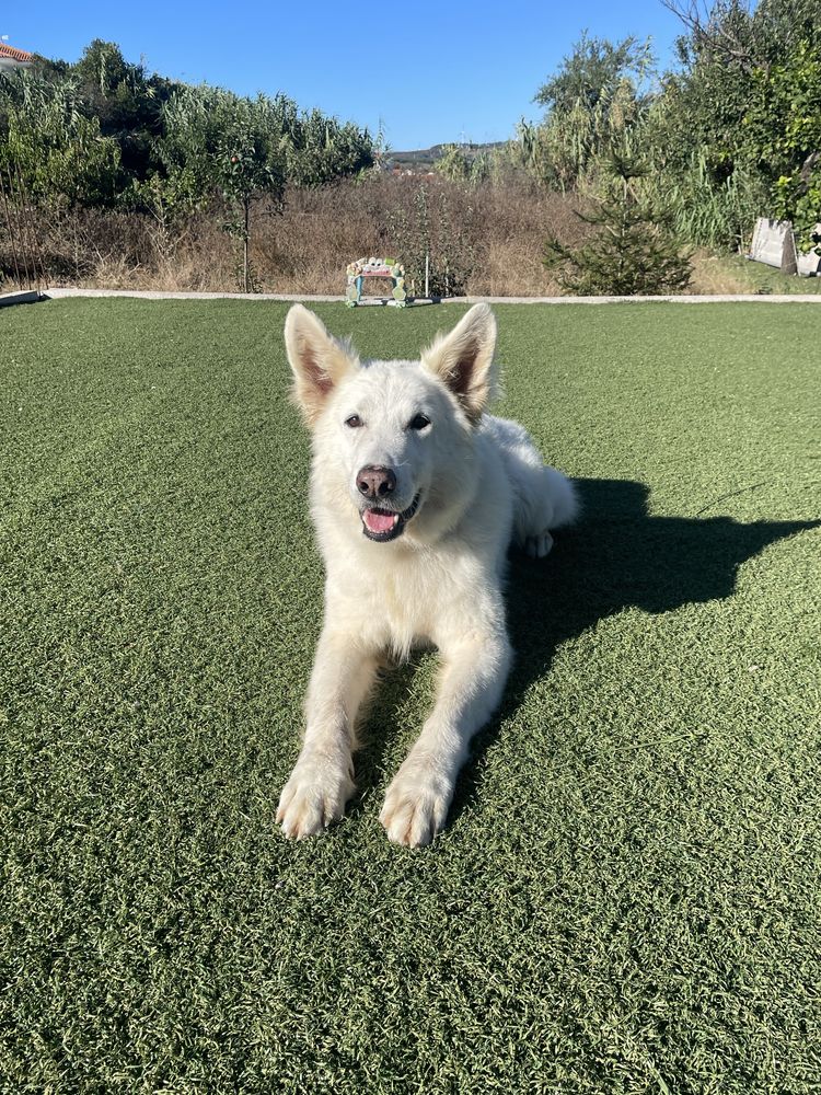 Treino comportamental para Cães (1a sessao gratis)