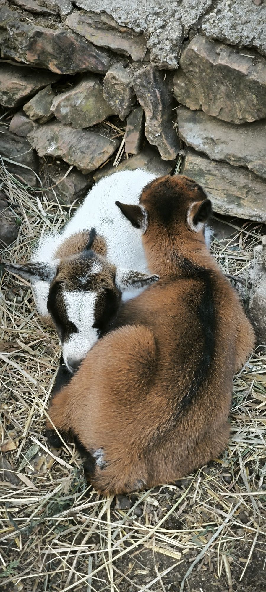 cabras anãs desde 70€