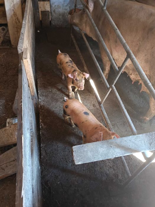 Поросята породи Кантор