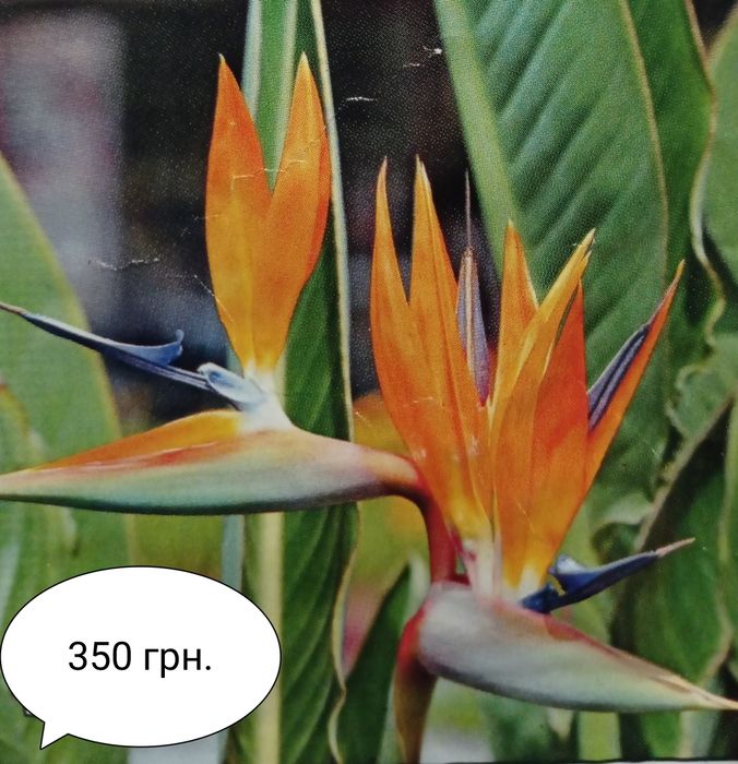 Стреліція Райська пташка