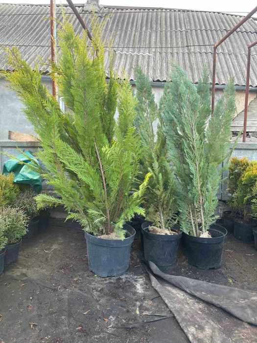 Кипарисовик Лавсона - доставка і висадка "під ключ"