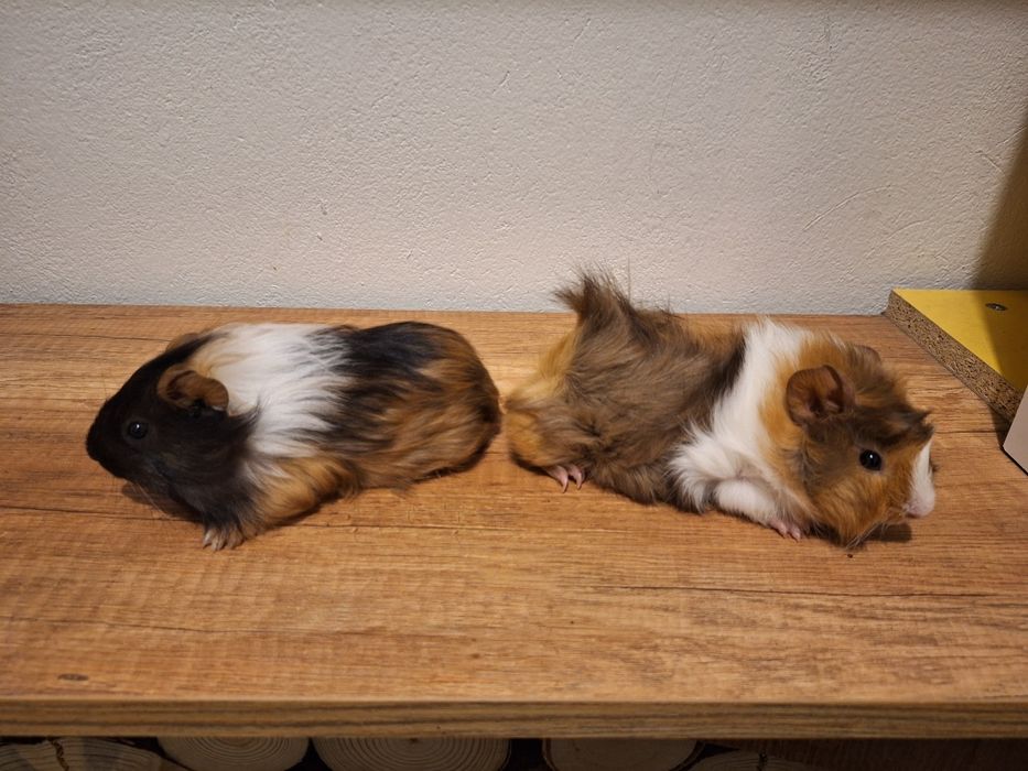 Świnki morskie młode