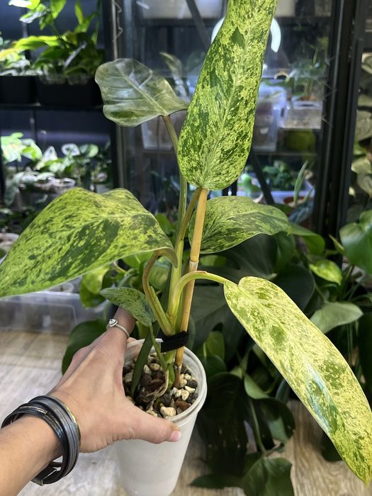 Philodendron Whipple Way mint