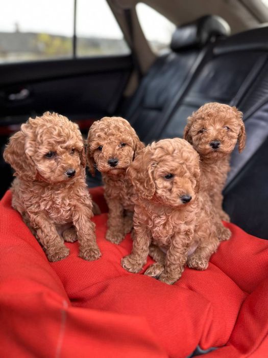 Цуценята той-пудель Ред Браун