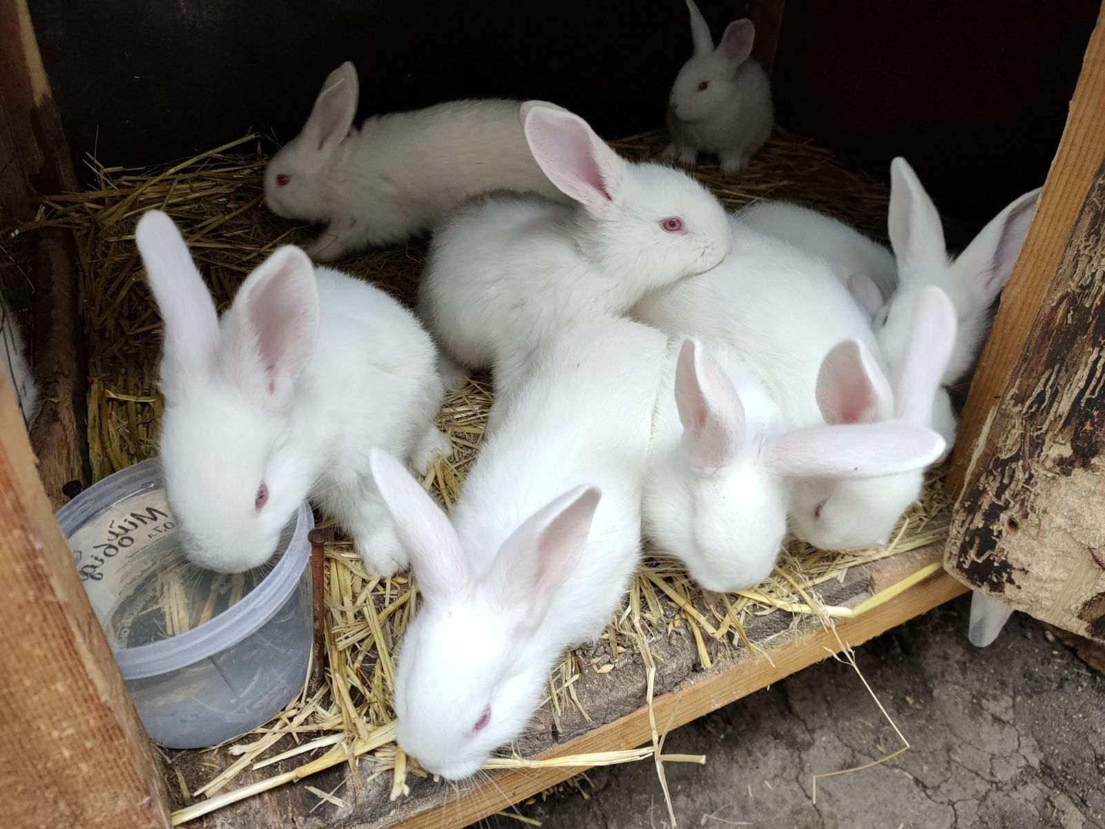 Кролики 1-3 месяца.