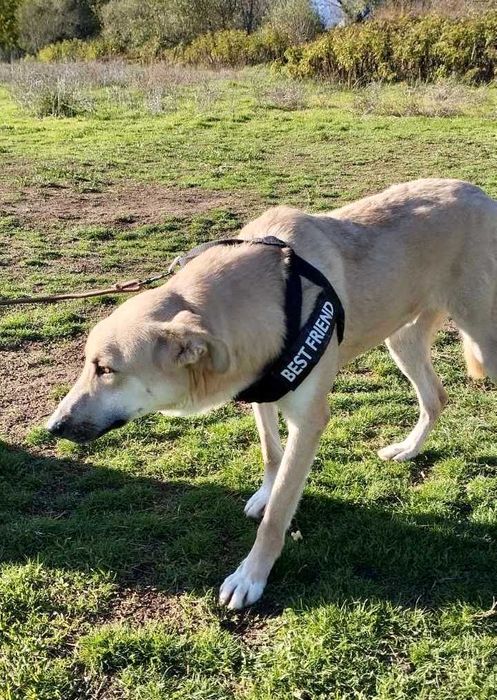 Bendżi piękny biszkoptowy pies do adopcji. Uratowany w Bułgarii