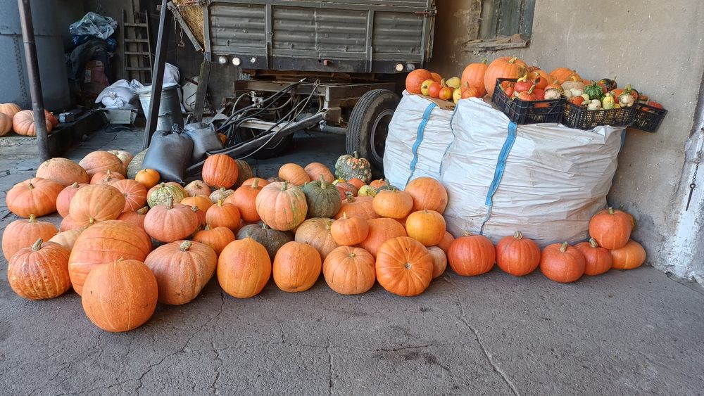 Dynia jadalna różne kolory