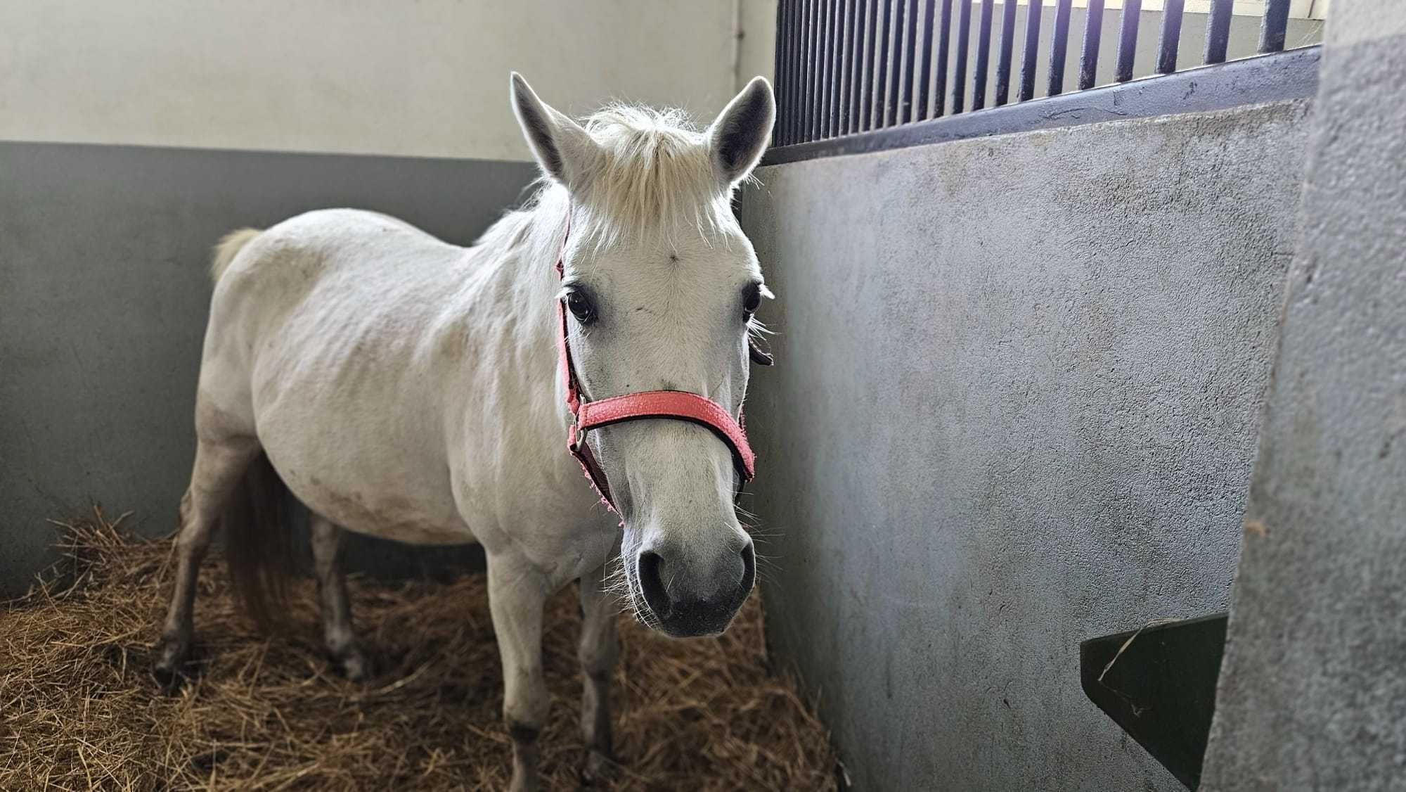 Lucynka - spokojna kucka do adopcji za darmo