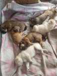Oddam pieski w dobre ręce .Gotowe na adopcję będą za około miesiąc