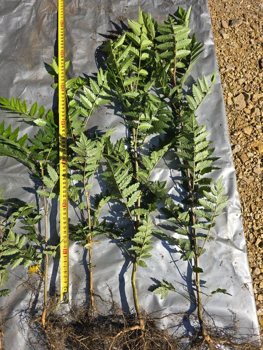 Jarząb pospolity, jarzębina,sadzonki 25-50 cm,wysyłka,Sorbus aucuparia