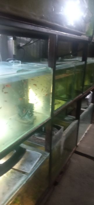 Акваріуми різних розмірів.