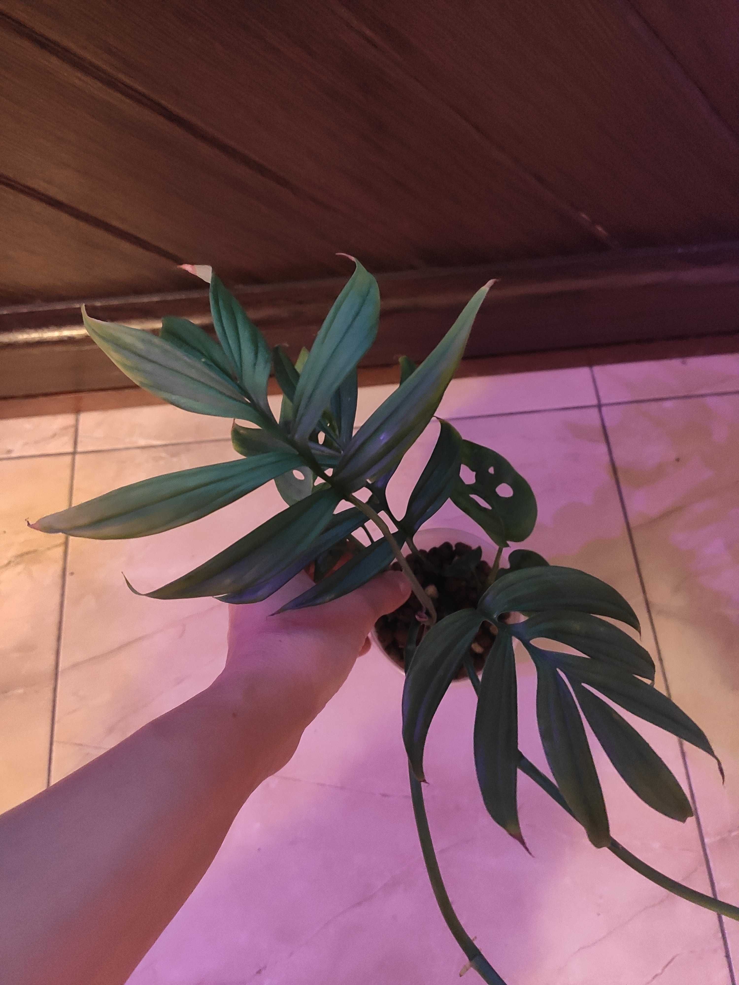 Monstera Subpinnata