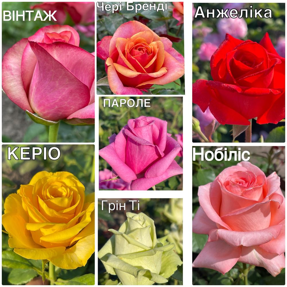 Саджанці троянд / саженцы роз