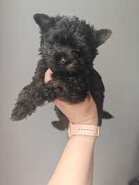 Piesek Yorkshire terrier Black and tan CZARNO BRĄZOWY mini york Chip