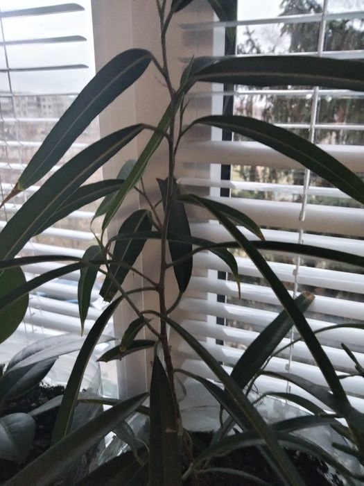 Продам кімнатні рослини