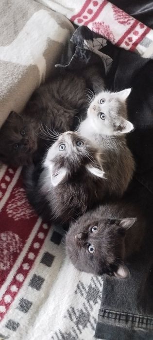 Віддаю в добрі руки!