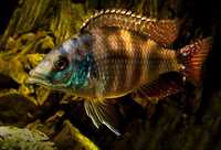 Placidochromis milomo, pyszczaki, malawi, wysyłka