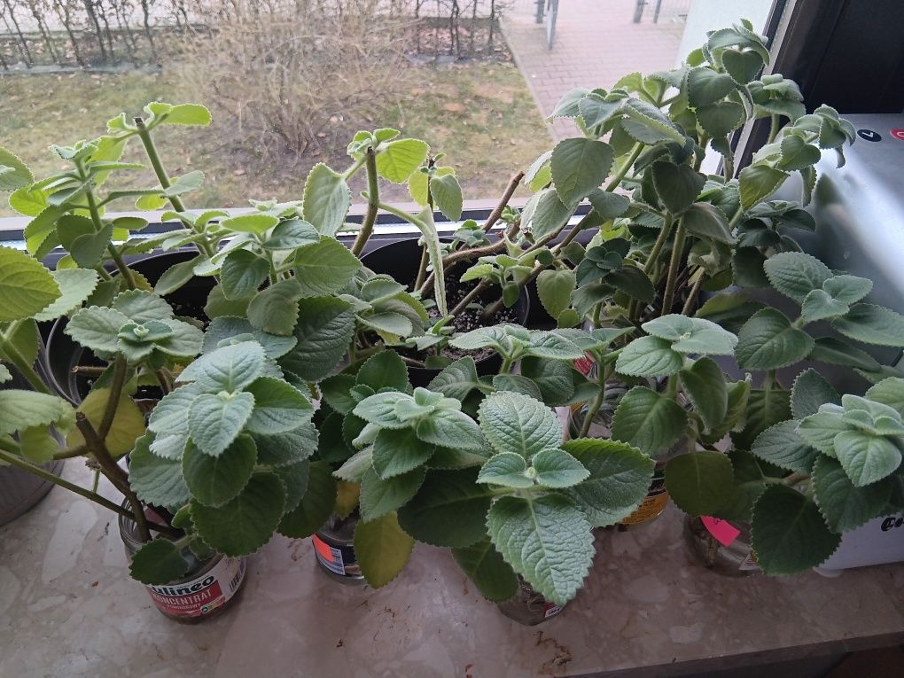 Mięta meksykańska / oregano kubańskie 2