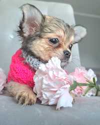 Cola cudna dziewczynka długowłosa Chihuahua