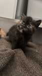 Scottish fold fêmea