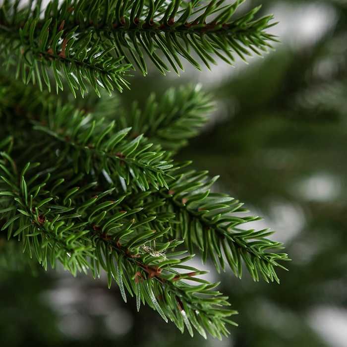 Ялинка Альпійська ТОПОВА зелена або блакитна, тільки з`явилась