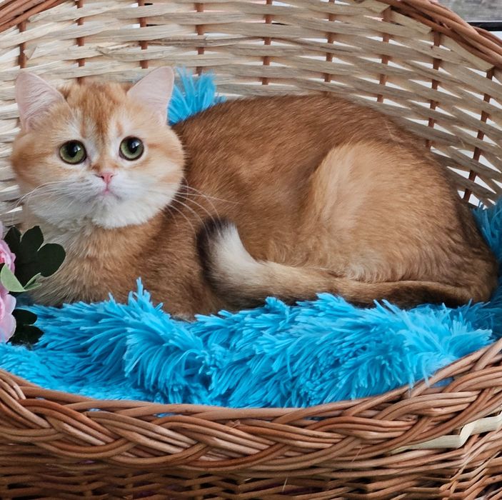 Золотая британская шиншилла кошечка кошка котята дівчинка