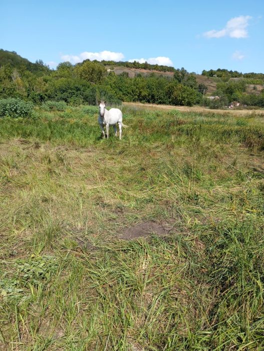 Продам спокійну кобилу