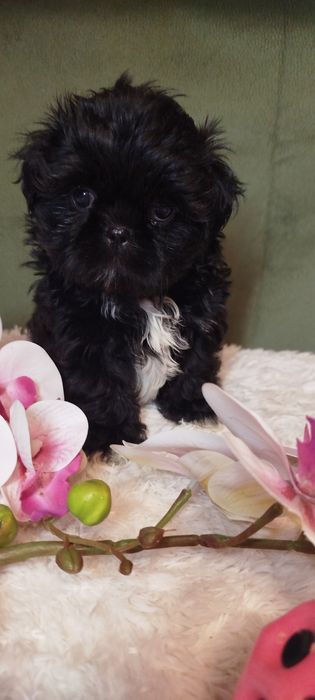 Śliczna suczka Shih Tzu gotowa do zmiany domu