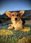 Welsh corgi pembroke suczka szczenię szczeniak sunia