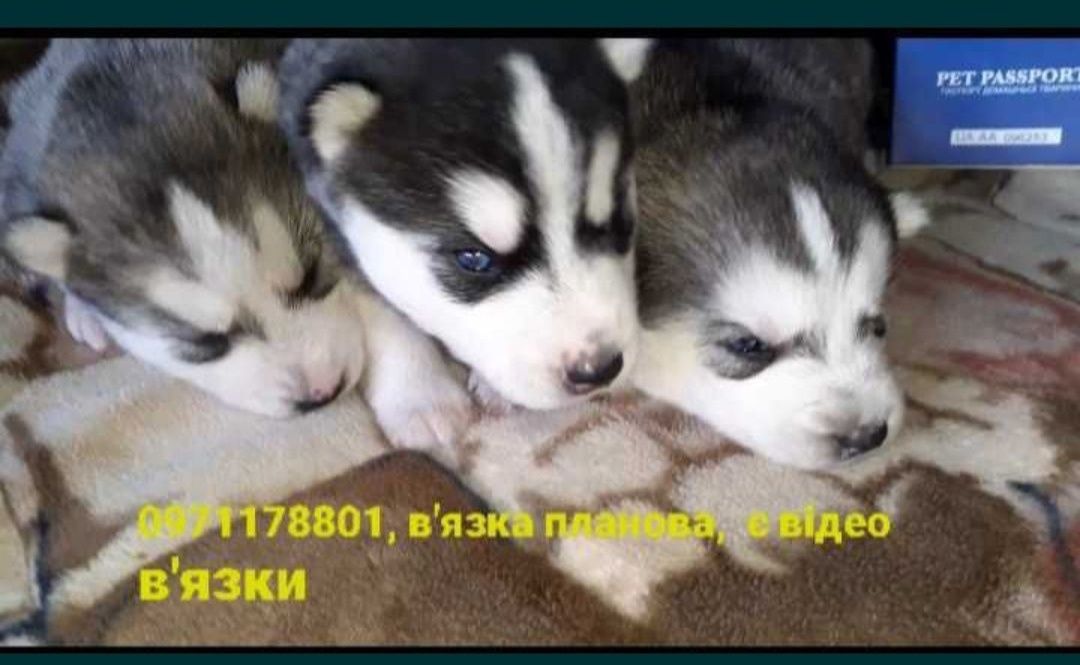 Хасята чистокровна дівчинка, та хлопчик з неймовірно гарною маскою,