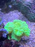 Coral Caulastrea flúor