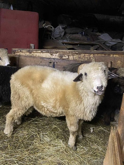 Sprzedam rocznego barana