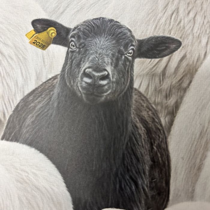 Criss Bellini 70x50 “the black sheep”