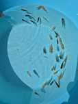 Carpas koi 1.5cm a 3 cm