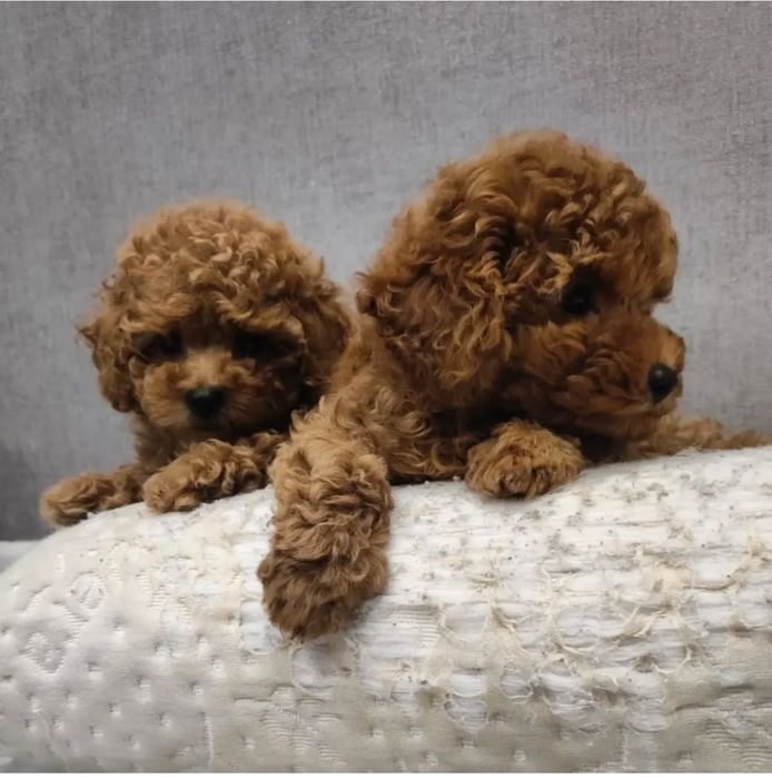 Маленькі розкішні той пуделята