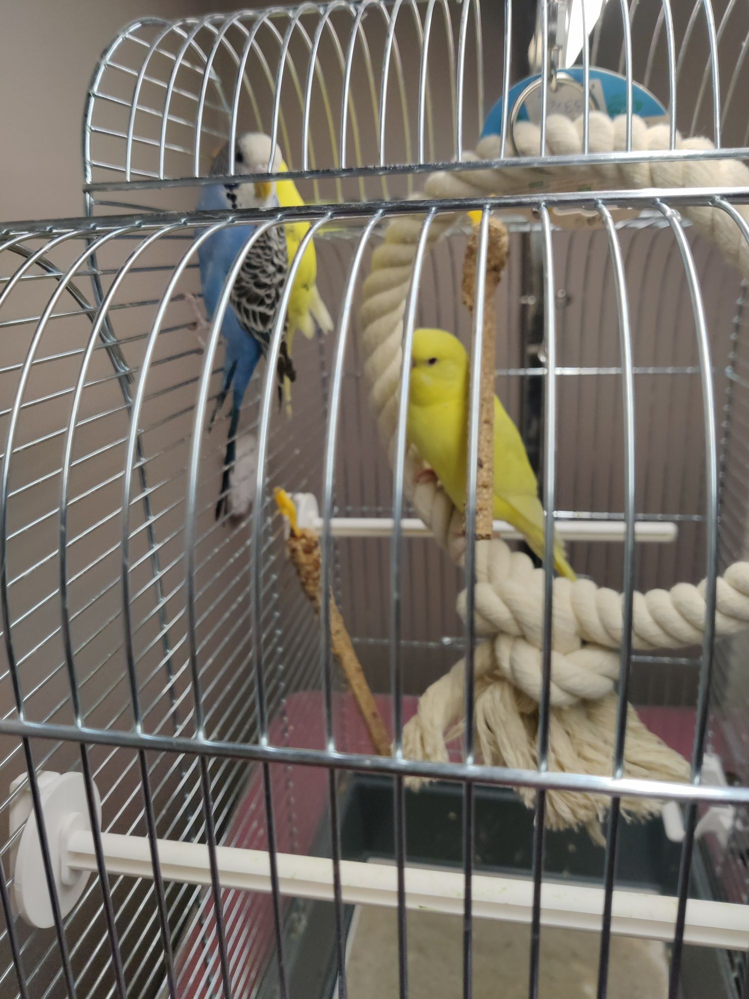 Papugi faliste 2szt z klatką i wyposażeniem