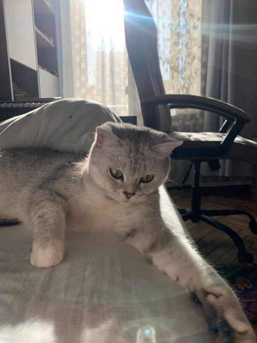 Шукаємо кота для вʼязки