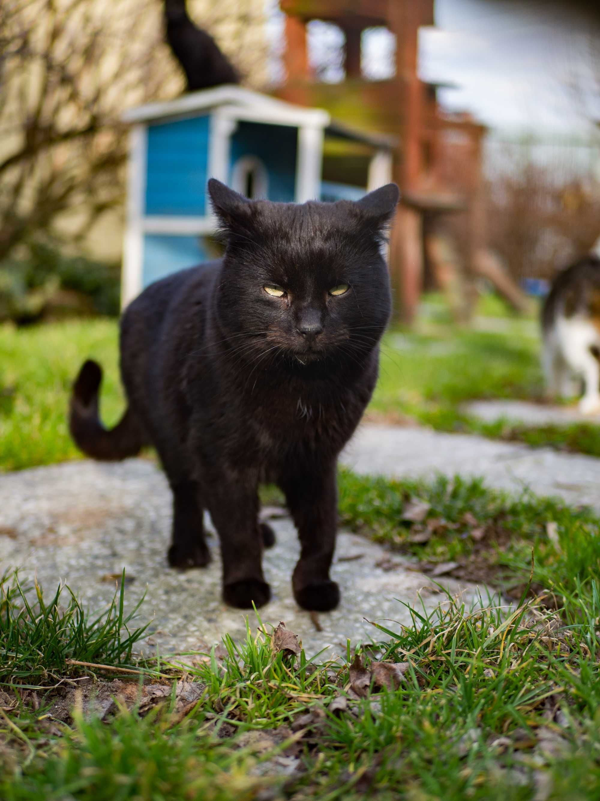 Fonte i Donte- piękne kocurki potrzebują domów. Adopcja, kot