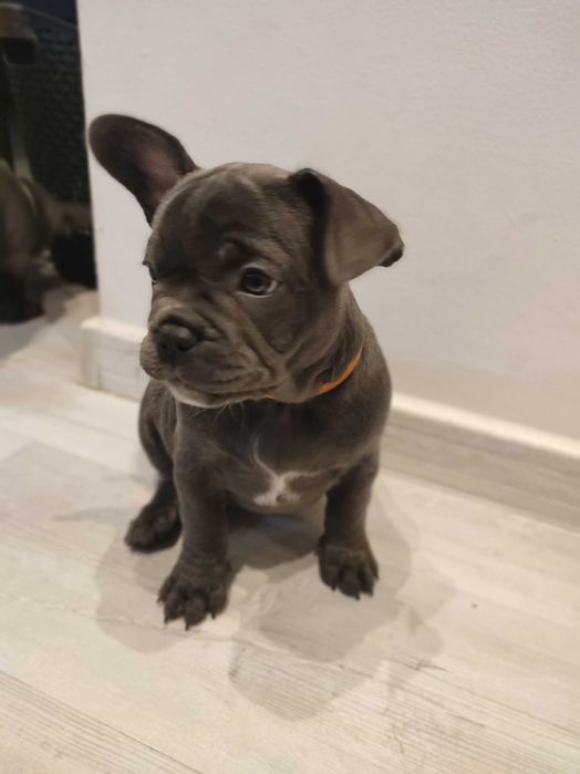 Buldogi francuskie