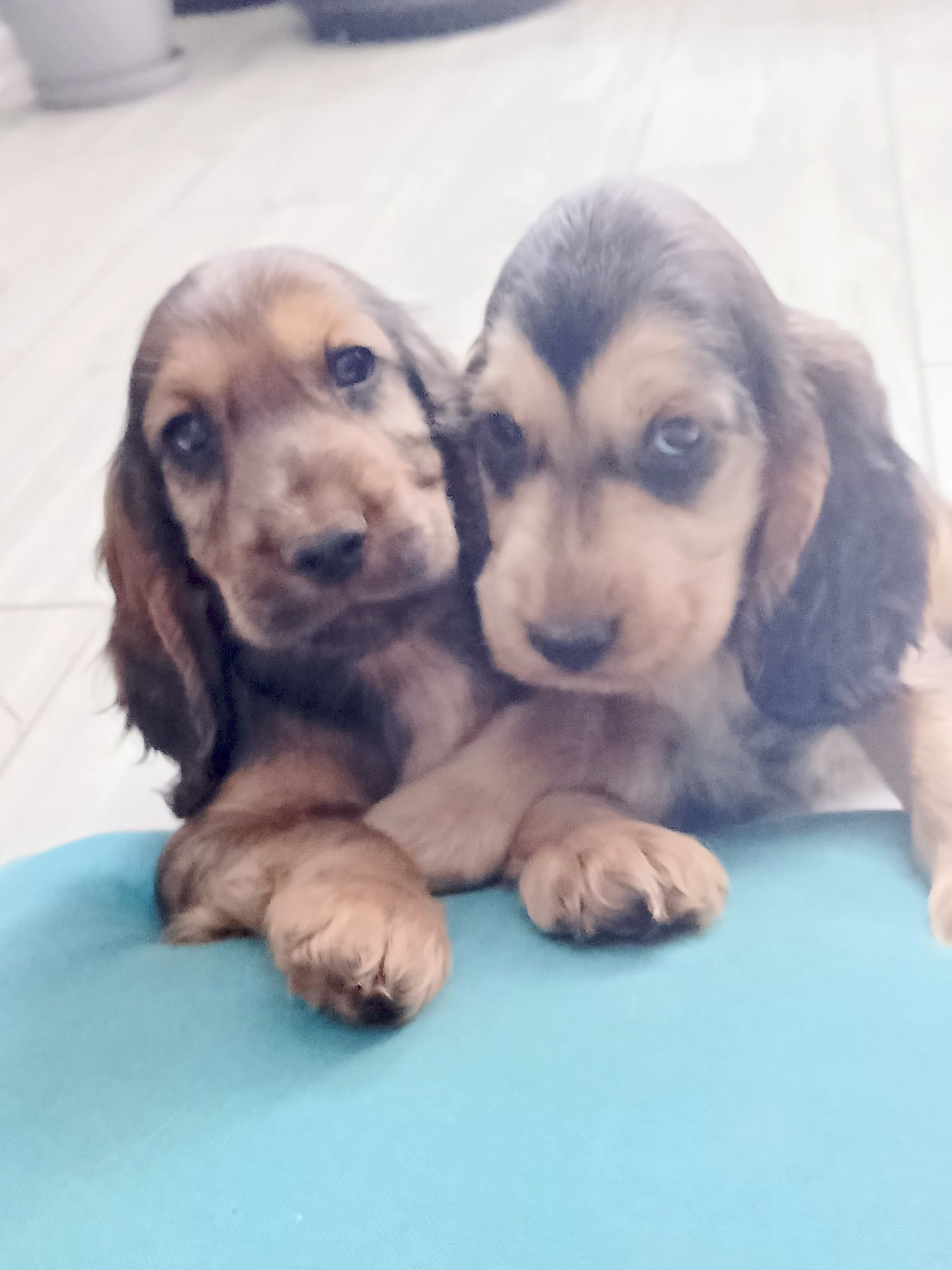 Piesek Cocker Spaniel