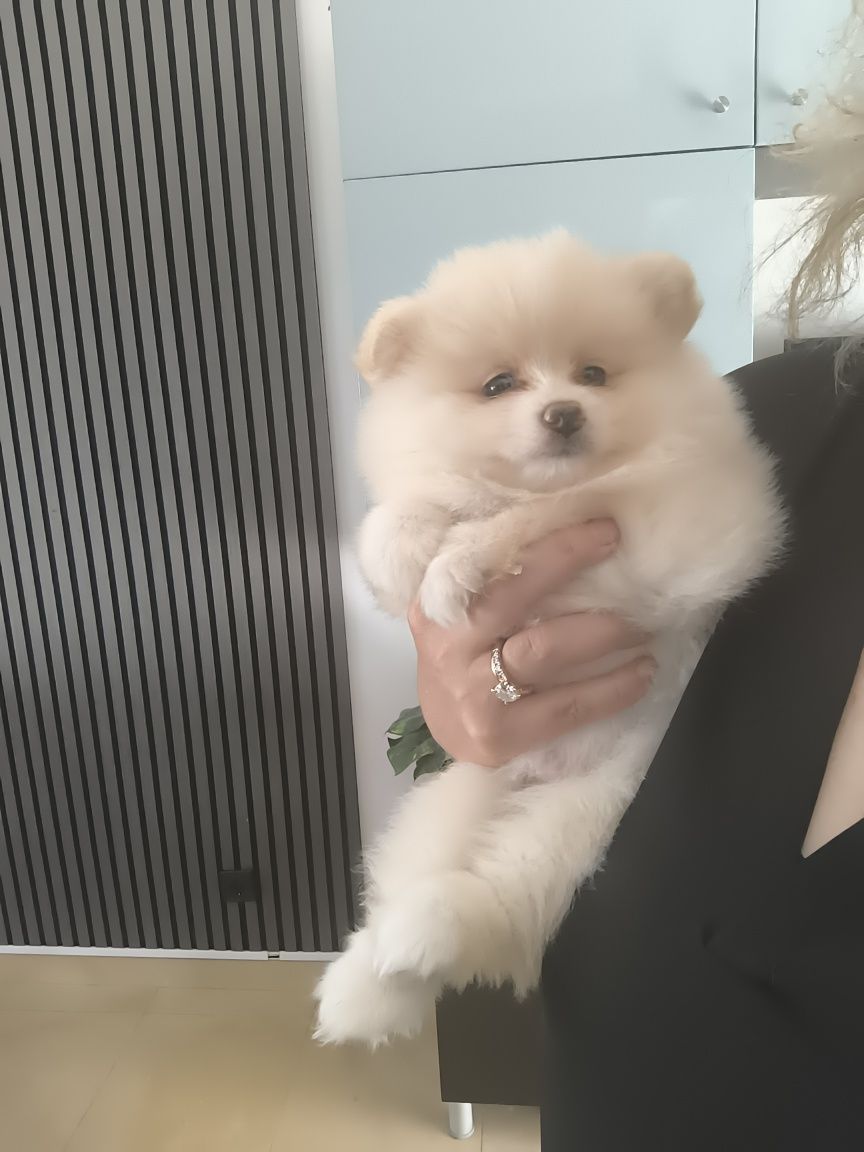 Spitz Anão.Lulu da Pomerânia. Menina pronta para entrega. Ursinha